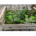Комплект подправки за всеки градинар с табелки - 12 бр. билки 